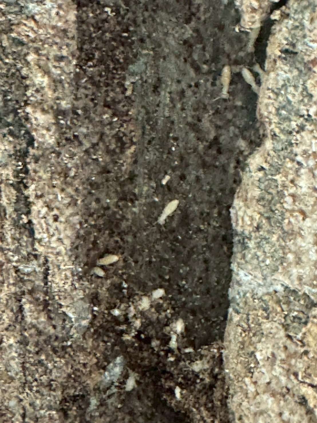 シロアリ駆除　船橋市 習志野市